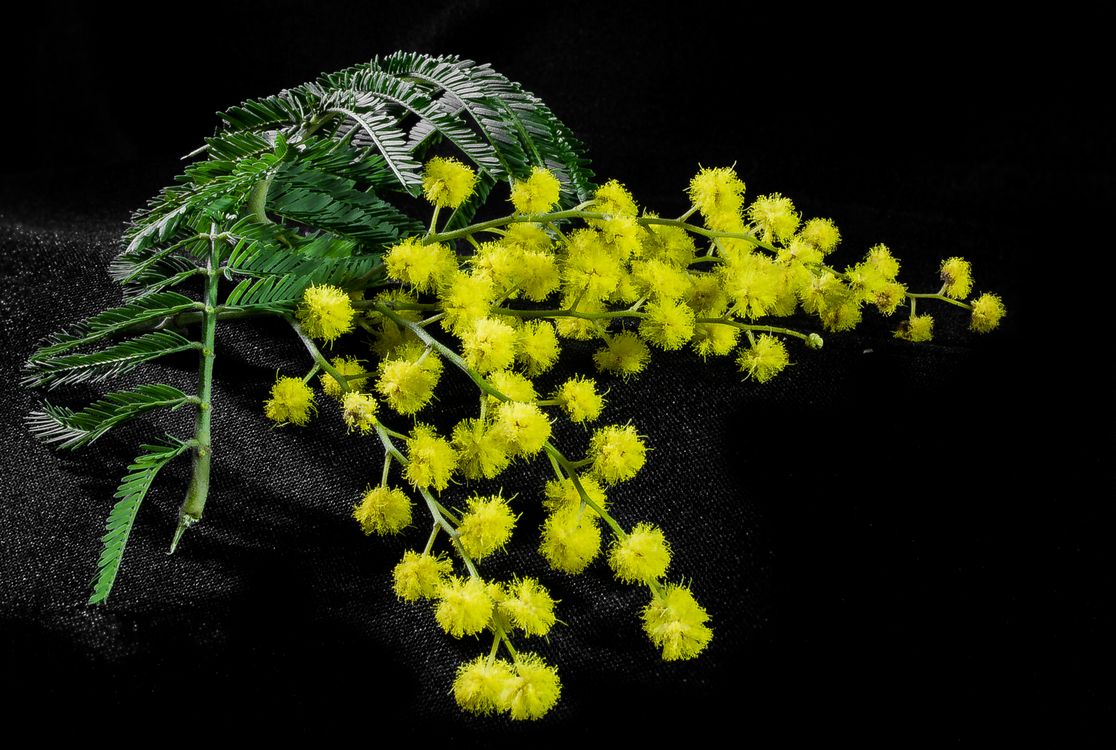 mimoza-vetka-cvety.jpg