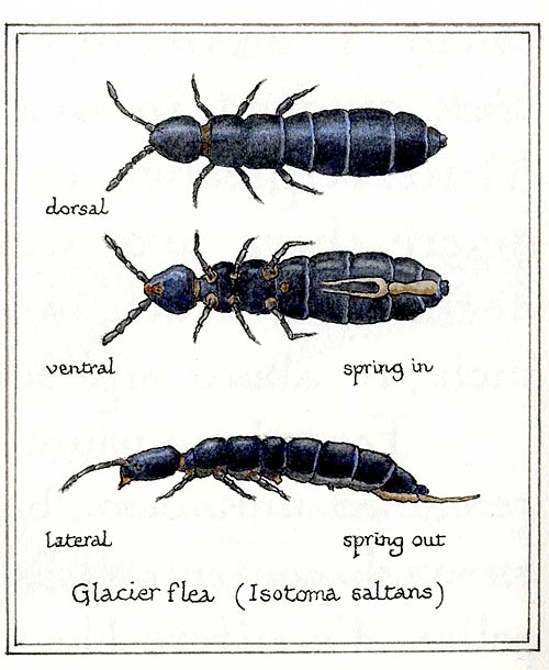 201111-glacier-flea-big.jpg 201111-glacier-flea-big.jpg