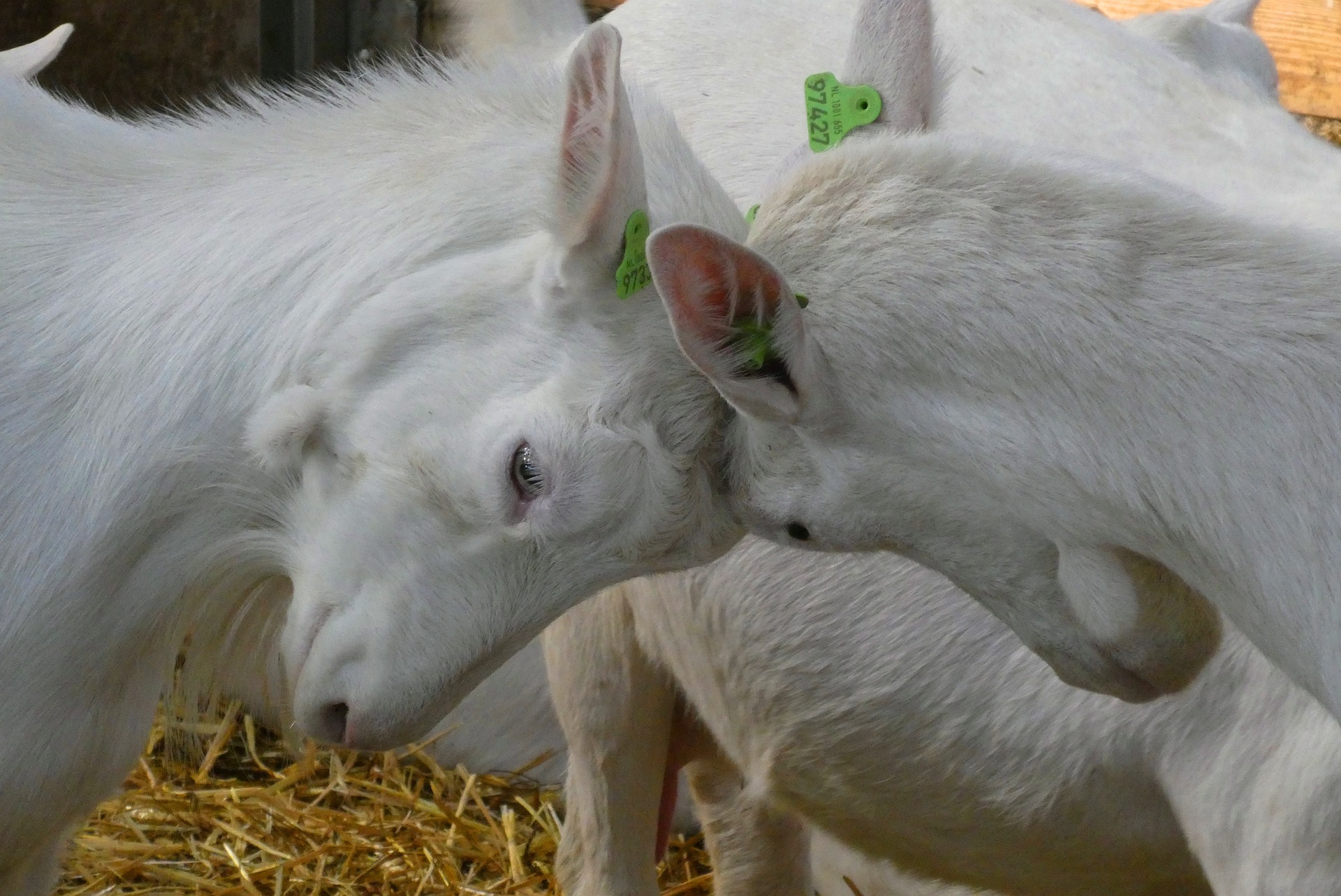 goats-4895619-1920.jpg goats-4895619-1920.jpg