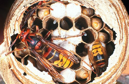 vespa-crabro.jpg Гнездо шершней