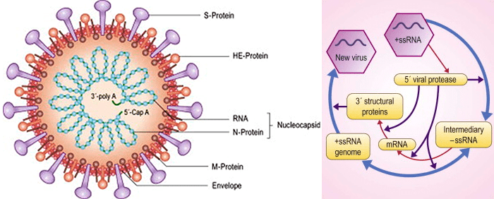 2788-04-koronovirus.png 2788-04-koronovirus.png