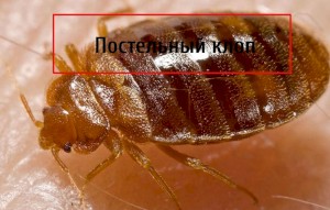 Как бороться с постельными клопами в домашних условиях?