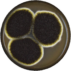 aspergillus-niger.jpg