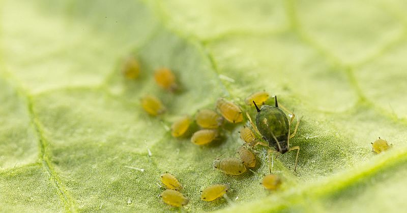 csm-aphis-gossypii-34-06b9e391fc.jpg csm-aphis-gossypii-34-06b9e391fc.jpg