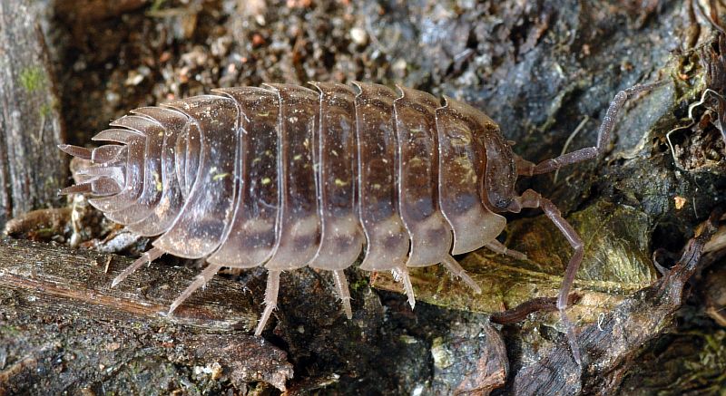 porcellio-scaber-male-top-1-aka.jpg porcellio-scaber-male-top-1-aka.jpg