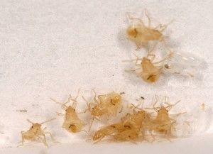Личинка клопа постельного размеры, рисунки, фото под микроскопом. Стадии развития, описание.